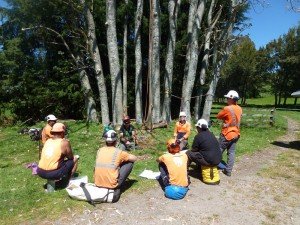 fundamentals of tree rigging