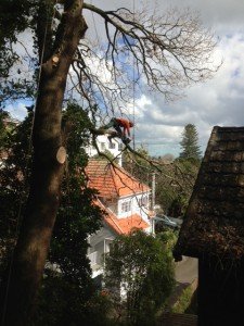 Tree Climbing training