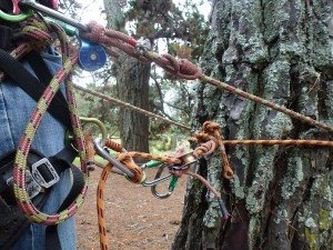 self-rescue tree climbing for stem removals