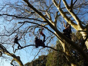 Tree Climbing Training