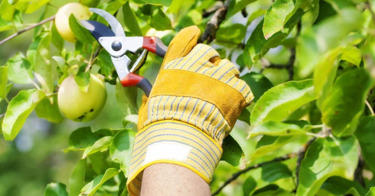 free download pruning fruit trees